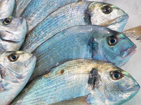 Fresh mediterranean sea-bream fish for sale on market of Marseille, France