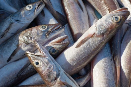 Fresh mediterranean cod-fish for sale on market of Marseille, France