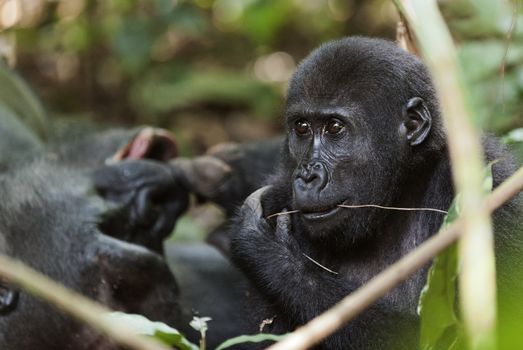 Portrait of a western lowland gorilla (Gorilla gorilla gorilla) close up at a short distance.  Republic of Congo. Africa