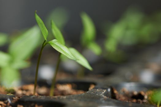 Young pepper seedlings in special black plastic pots