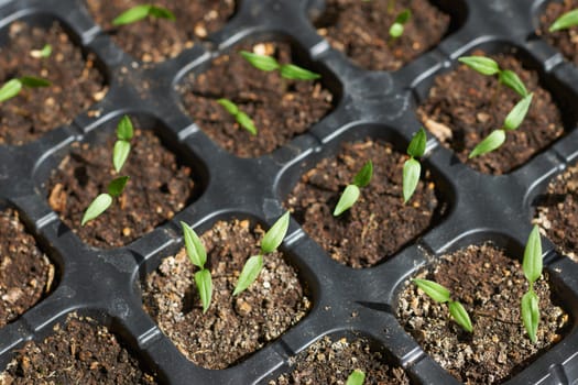 Young pepper seedlings in special black plastic pots