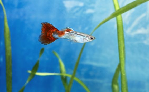 Male guppy fish in blue water