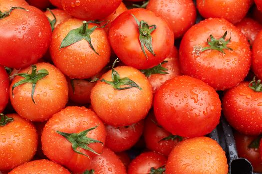 Red ripe tomato fruits with water drops for sale on market