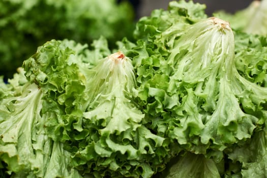 Green lettuce salad on market stall