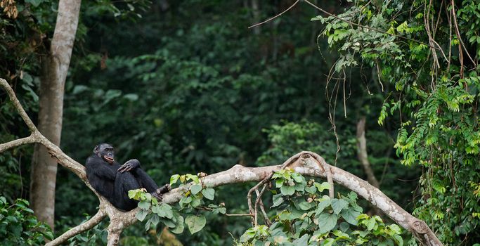  Bonobo on a tree branch. Democratic Republic of Congo. Africa 