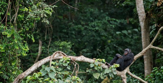  Bonobo on a tree branch. Democratic Republic of Congo. Africa 