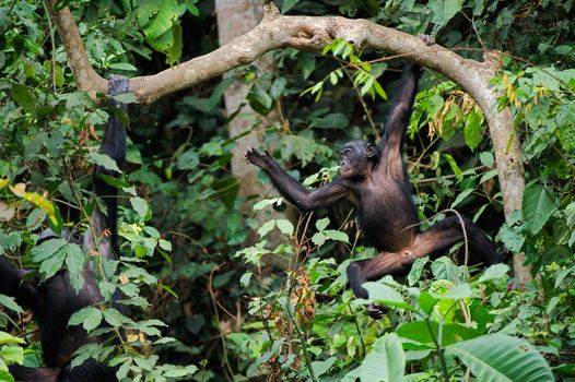  Bonobo on a tree branch. Democratic Republic of Congo. Africa 