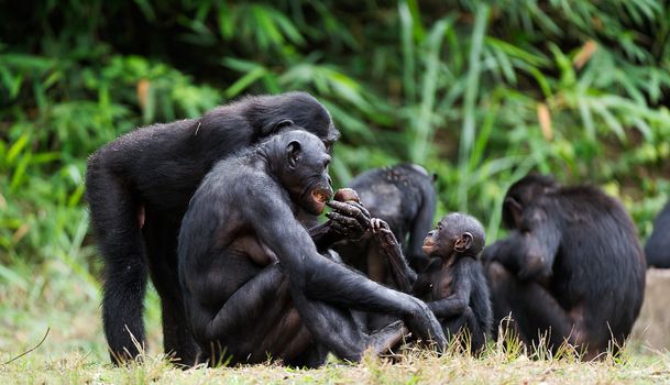 The Bonobo ( Pan paniscus) family, called the pygmy chimpanzee. Democratic Republic of Congo. Africa   