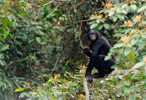  Bonobo on a tree branch. Democratic Republic of Congo. Africa 