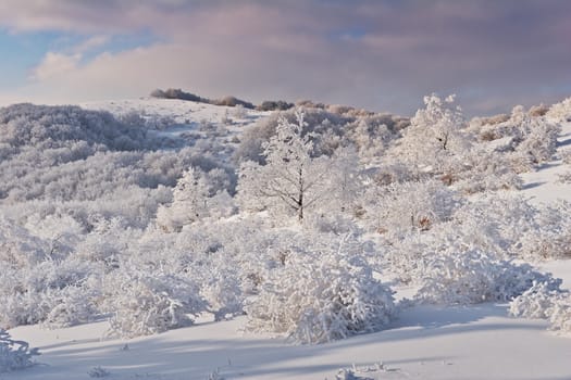 Winter scenery with frozen trees at late afternoon on the top of Stara Planina mountain, Bulgaria