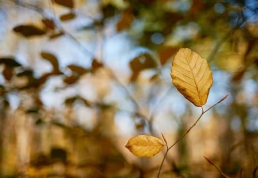 Beautiful autumn leafs, detail from a beech forest