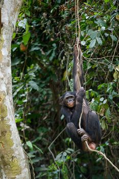  Bonobo on a tree branch. Democratic Republic of Congo. Africa 