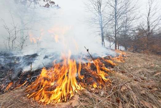 Disater in oak forest, fire in the woods