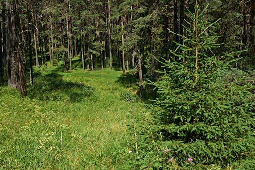 Green summer in spruce forest, Rhodope mountains, Bulgaria