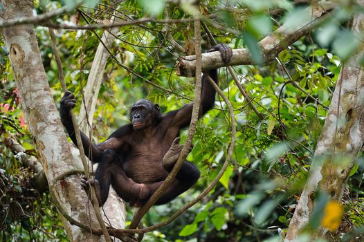  Bonobo on a tree branch. Democratic Republic of Congo. Africa 