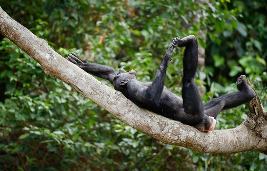 The laughing Bonobo on a tree branch. Democratic Republic of Congo. Africa 