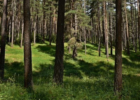 Green summer in spruce forest, Rhodope mountains, Bulgaria