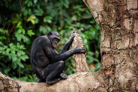  Bonobo on a tree branch. Democratic Republic of Congo. Africa 