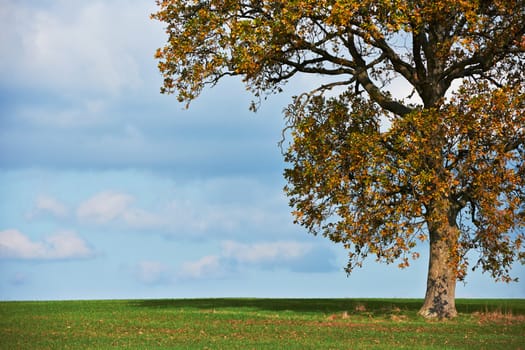 Oak tree, green grass and blue sky  in fall season