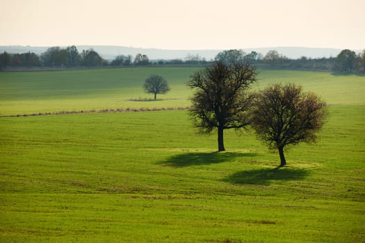 Lonely trees in green autumn field in late afternoon