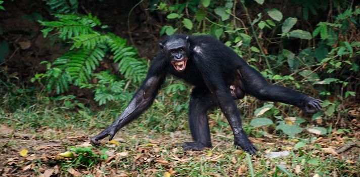 The laughing Bonobo ( Pan paniscus) portrait. At a short distance, close up. The Bonobo ( Pan paniscus), called the pygmy chimpanzee. Democratic Republic of Congo. Africa  