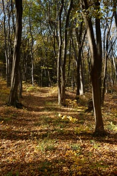 Autumn season in European beech forest