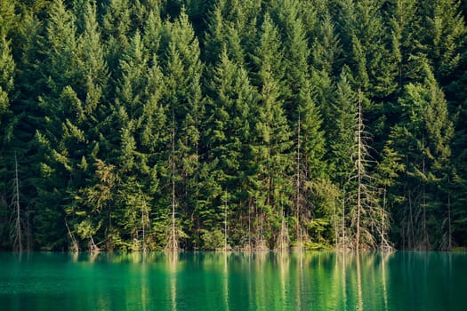 Lake with pure emerald water and spruce trees in summer