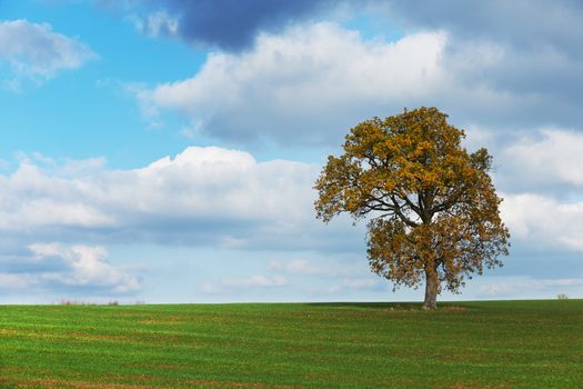 Autumn oak tree in green field against blue sky