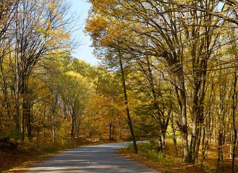 Autumn season in European beech forest and road