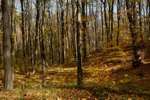 Autumn season in European beech forest