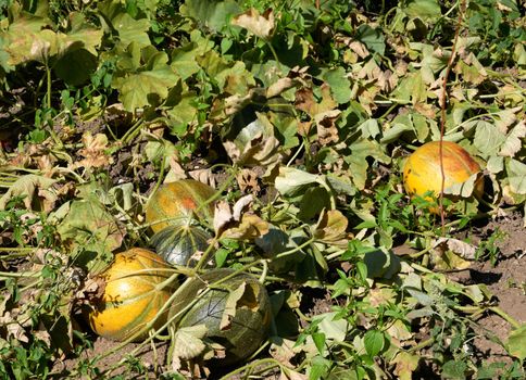 Ripe melons in fruit garden ready to be harvested