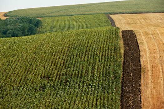 Summer landscape with plantations of sunflower and wheat in North Bulgaria, Dobrudzha region