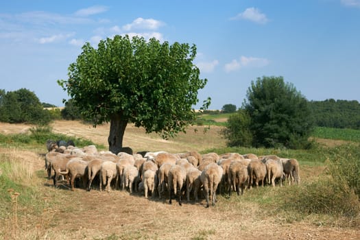 Summer rural scene with flock of sheep, Rhodope mountain, Bulgaria