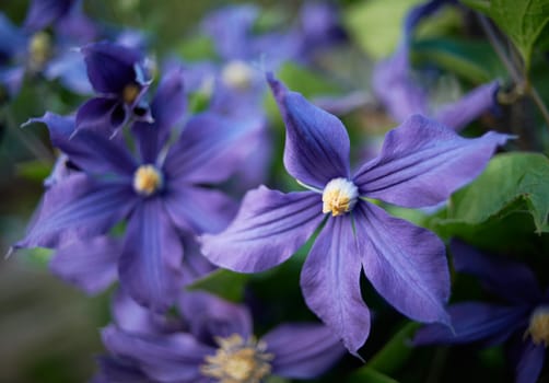 Blossom summer flowers colored in violet color