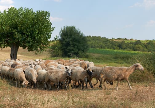 Summer rural scene with flock of sheep, Rhodope mountain, Bulgaria