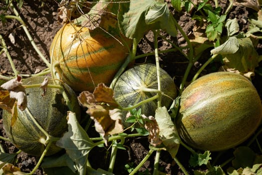 Ripe melons in fruit garden ready to be harvested