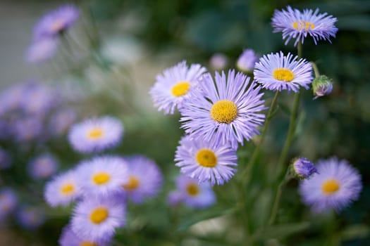 Blossom summer flowers colored in violet color