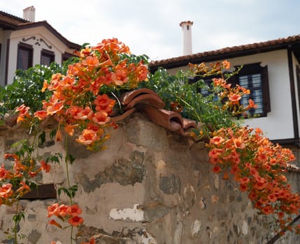 Flowers on stone fence of Zlatograd town, Bulgaria