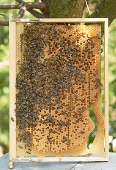 Honeycomb and worker honey bees