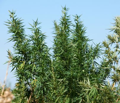 Plantation of marihuana plant for making drugs with thc narcotic