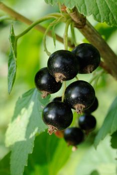 Fresh ripe black currant fruits and green leafs on currant branch