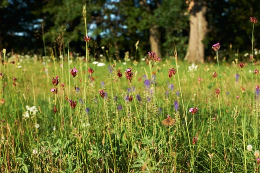 Green grass, butterfly and blossom flowers of the field in high mountain summer forest