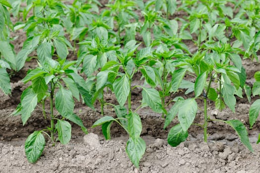 Young plants of pepper in vegetable garden