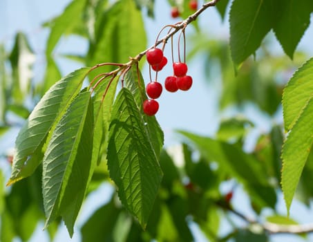 Red ripe cherry fruits on tree branch and green leafs