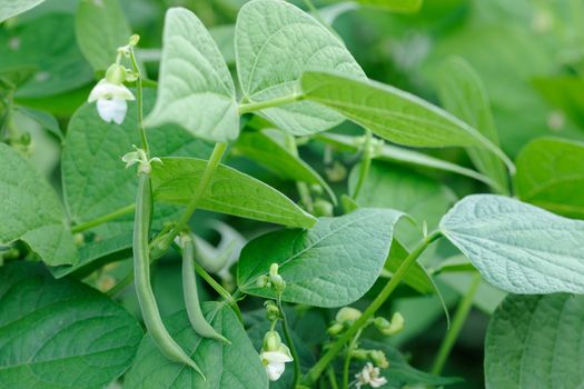 Green french beans plant in vegetables garden