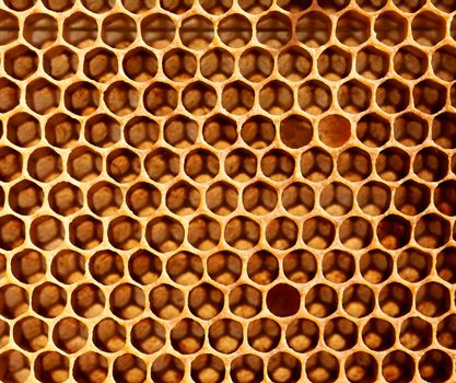 Bee wax honeycomb natural honeybees construction