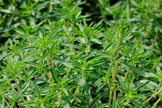 Fresh green savory plant gardeb spice