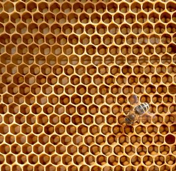 Honeycomb and worker honey bee close up