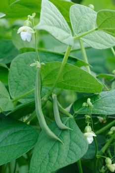 Green french beans plant in vegetables garden