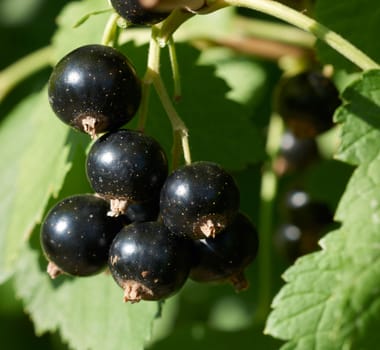 Black currant ripe fruit on plant branch with green leafs